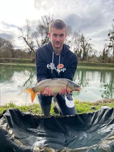 Common Carp