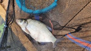 Common Bream