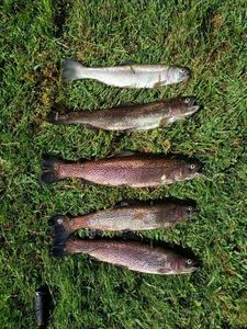 Rainbow Trout
