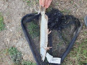 Northern Pike