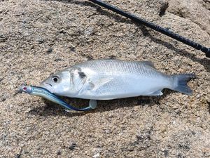 European Bass (Seabass)