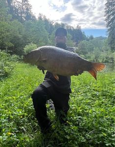 Mirror Carp