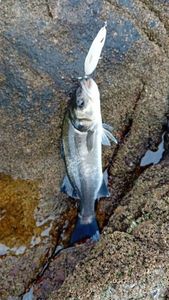 European Bass (Seabass)