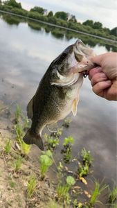 Smallmouth Bass