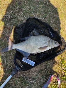 Common Bream