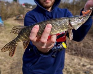 Northern Pike