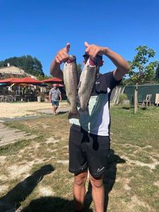 Rainbow Trout