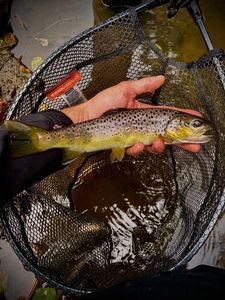 Brown Trout