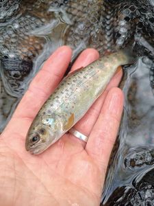 Brown Trout