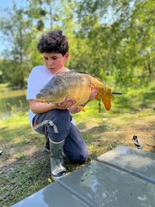 Mirror Carp