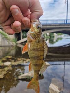 European Perch