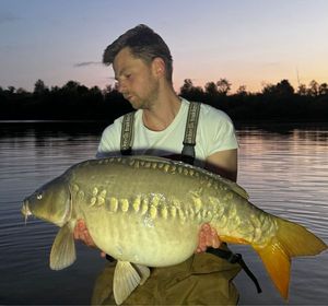 Mirror Carp