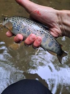 Brown Trout
