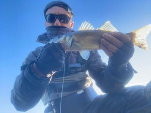 European Bass (Seabass)