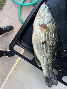 Largemouth Bass