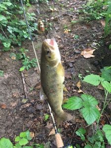 Brown Trout