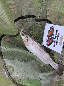 Rainbow Trout