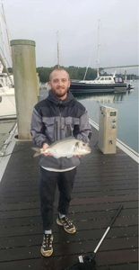 Gilthead Seabream