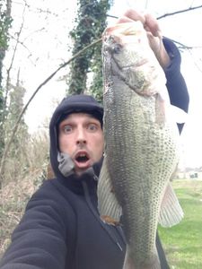 Largemouth Bass