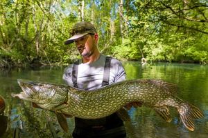 Northern Pike