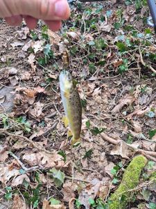 Brown Trout