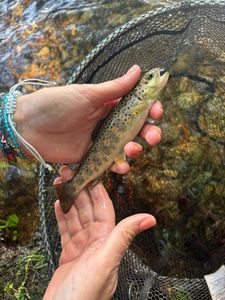 Brown Trout