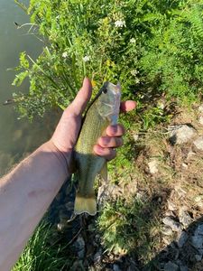 Largemouth Bass