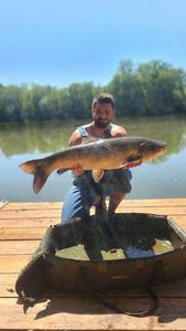 Grass Carp
