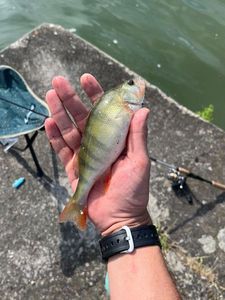 European Perch