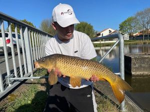 Common Carp