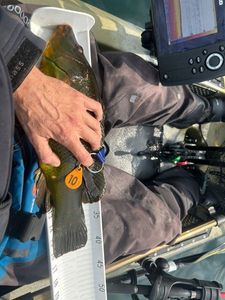Ballan Wrasse