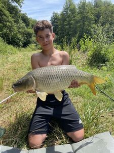 Common Carp