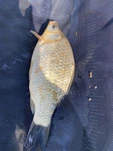 Crucian Carp