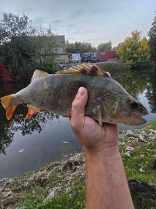 Yellow Perch