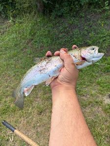 Rainbow Trout