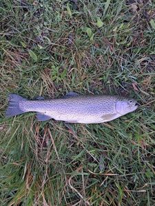 Rainbow Trout