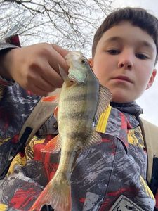 European Perch