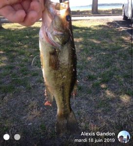 Largemouth Bass