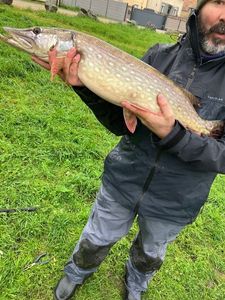 Northern Pike