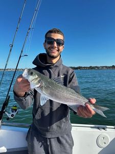European Bass (Seabass)