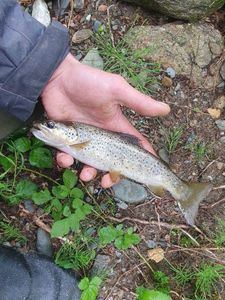 Brown Trout