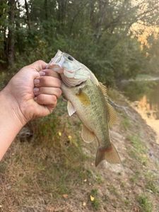 Largemouth Bass