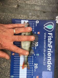 European Perch