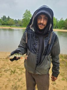 Green Sunfish