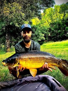 Common Carp