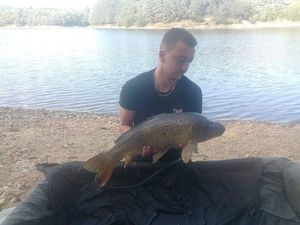 Common Carp