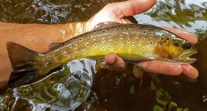 Brown Trout