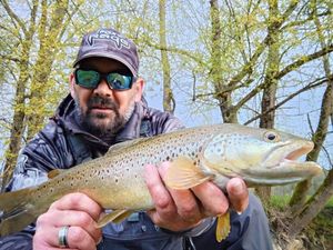 Brown Trout