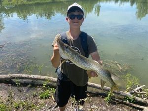 Northern Pike