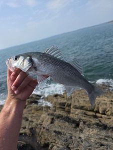 European Bass (Seabass)